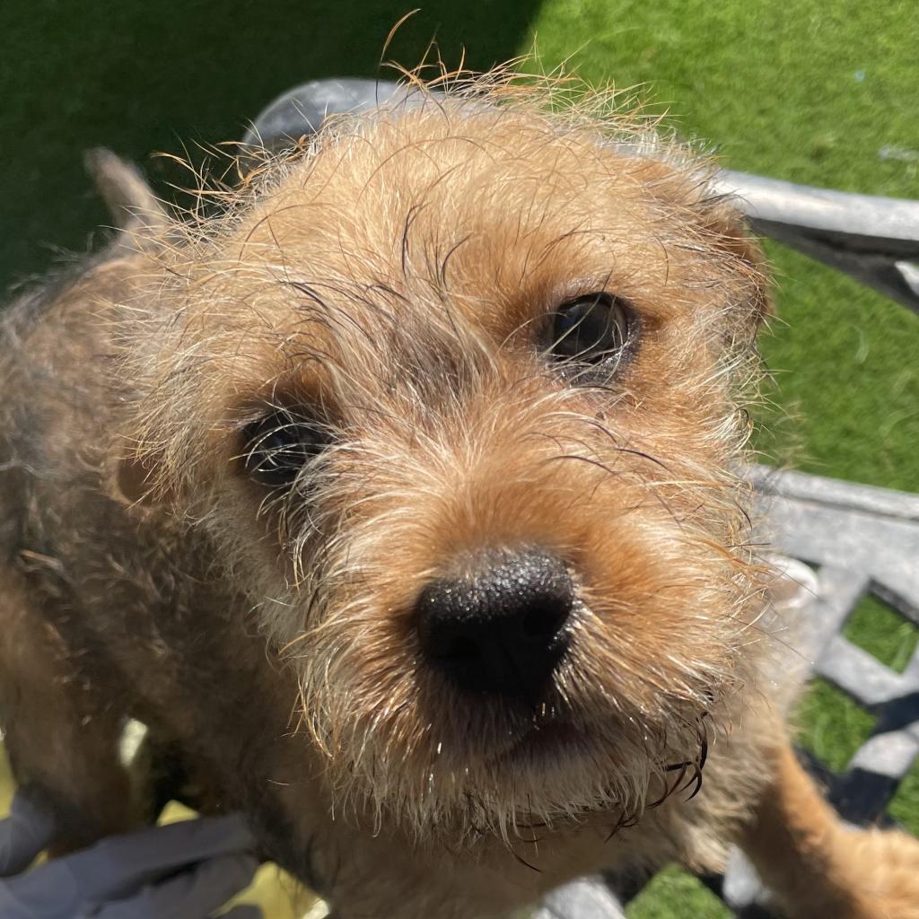 Enlarge Bisbee, a Adoptable Mixed Breed in Tempe, AZ image 3/6