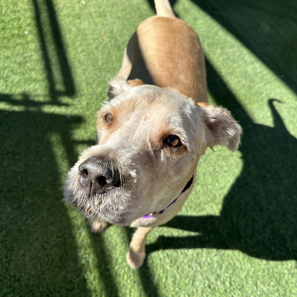Enlarge Bisbee, a Adoptable Mixed Breed in Tempe, AZ image 4/6