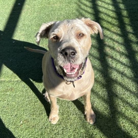 Enlarge Bisbee, a Adoptable Mixed Breed in Tempe, AZ image 5/6