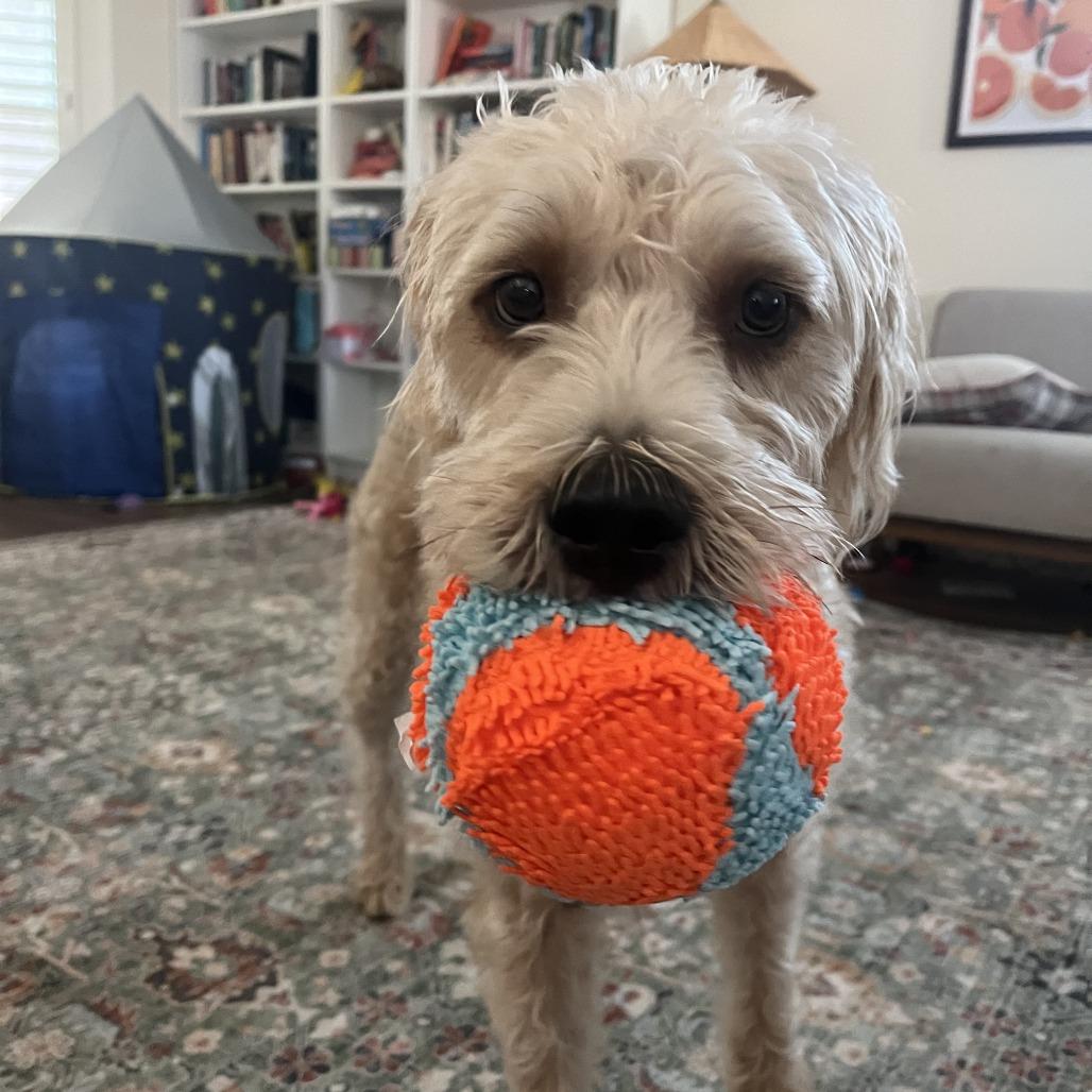 Enlarge Bisbee, a Adoptable Mixed Breed in Tempe, AZ image 6/6