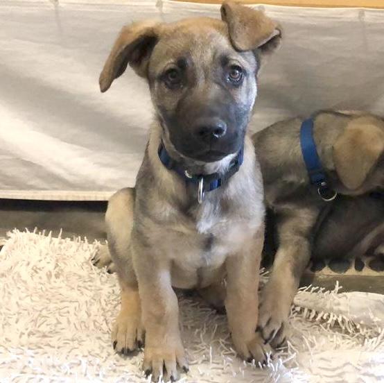 Flynn, ADOPTABLE, Puppy Male Shepherd.