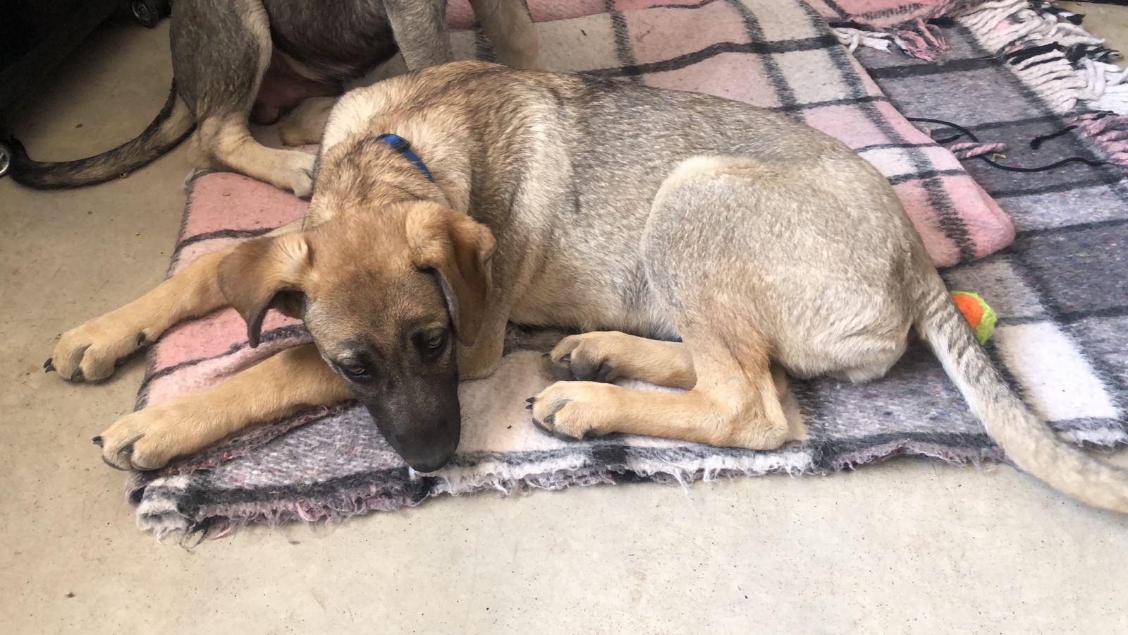 Enlarge Flynn, a ADOPTABLE mixed breed in Sherwood, OR image 3/5