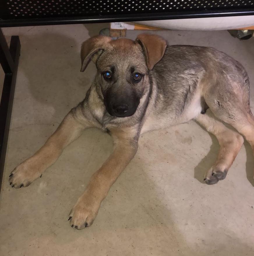 Enlarge Flynn, a ADOPTABLE mixed breed in Sherwood, OR image 5/5