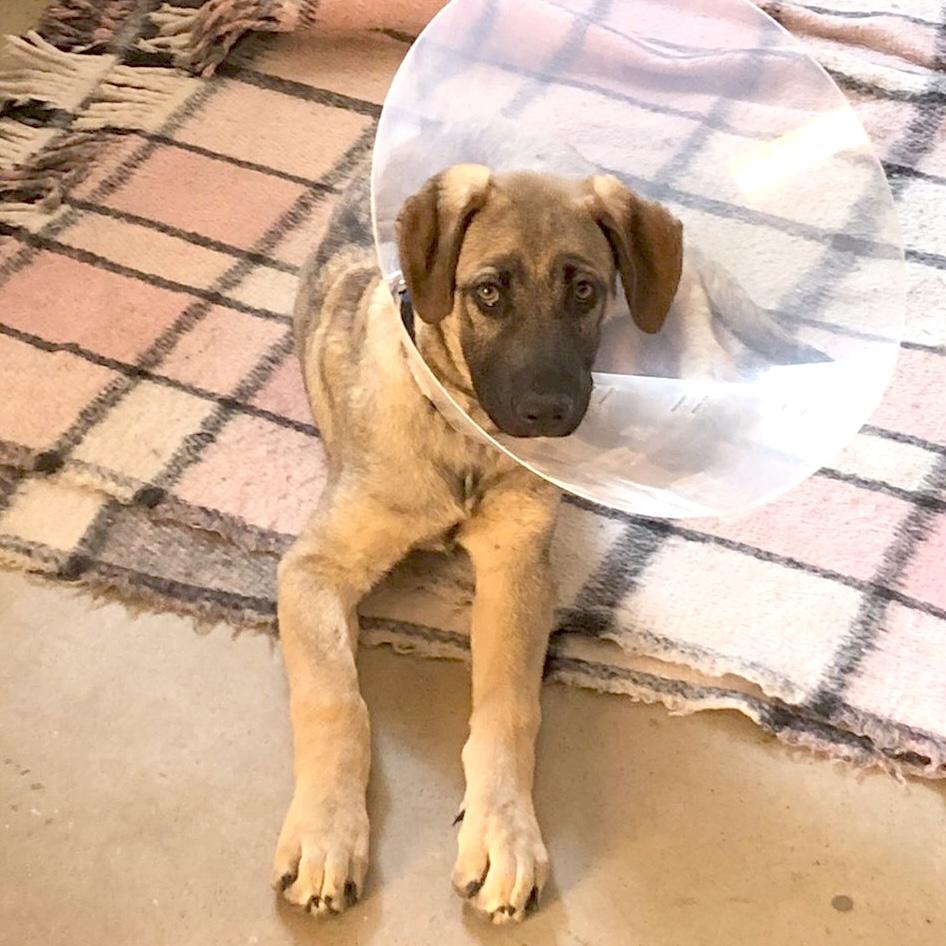 Enlarge Flynn, a ADOPTABLE mixed breed in Sherwood, OR image 4/5