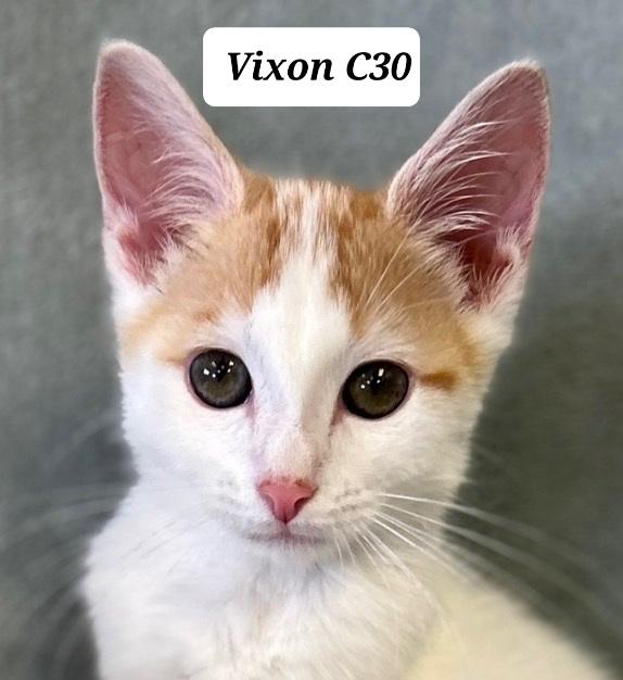 Enlarge Vixon, a ADOPTABLE Domestic Short Hair in Morganton, NC image 1/1