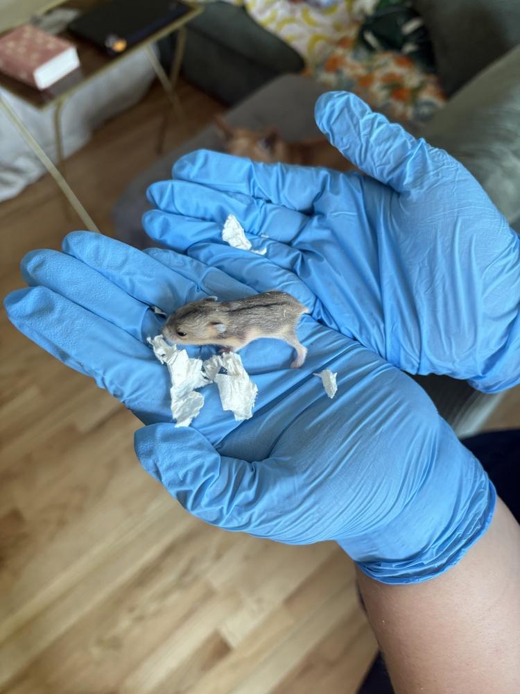 Maple, Adoptable, Baby Female Hamster.