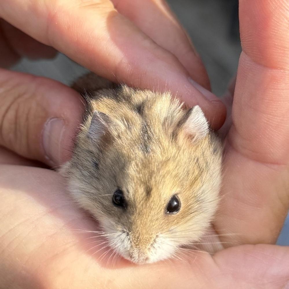 Enlarge Maple, a Adoptable Hamster in Pasco, WA image 2/2