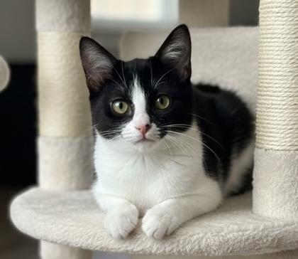 Enlarge Heidi, a Adoptable Domestic Short Hair in Elk Grove Village, IL image 1/3