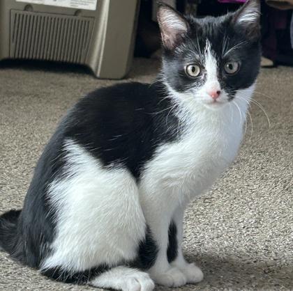 Enlarge Heidi, a Adoptable Domestic Short Hair in Elk Grove Village, IL image 2/3