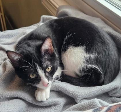 Enlarge Heidi, a Adoptable Domestic Short Hair in Elk Grove Village, IL image 4/4