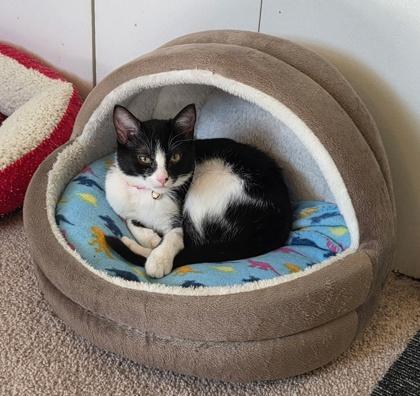 Enlarge Heidi, a Adoptable Domestic Short Hair in Elk Grove Village, IL image 3/3