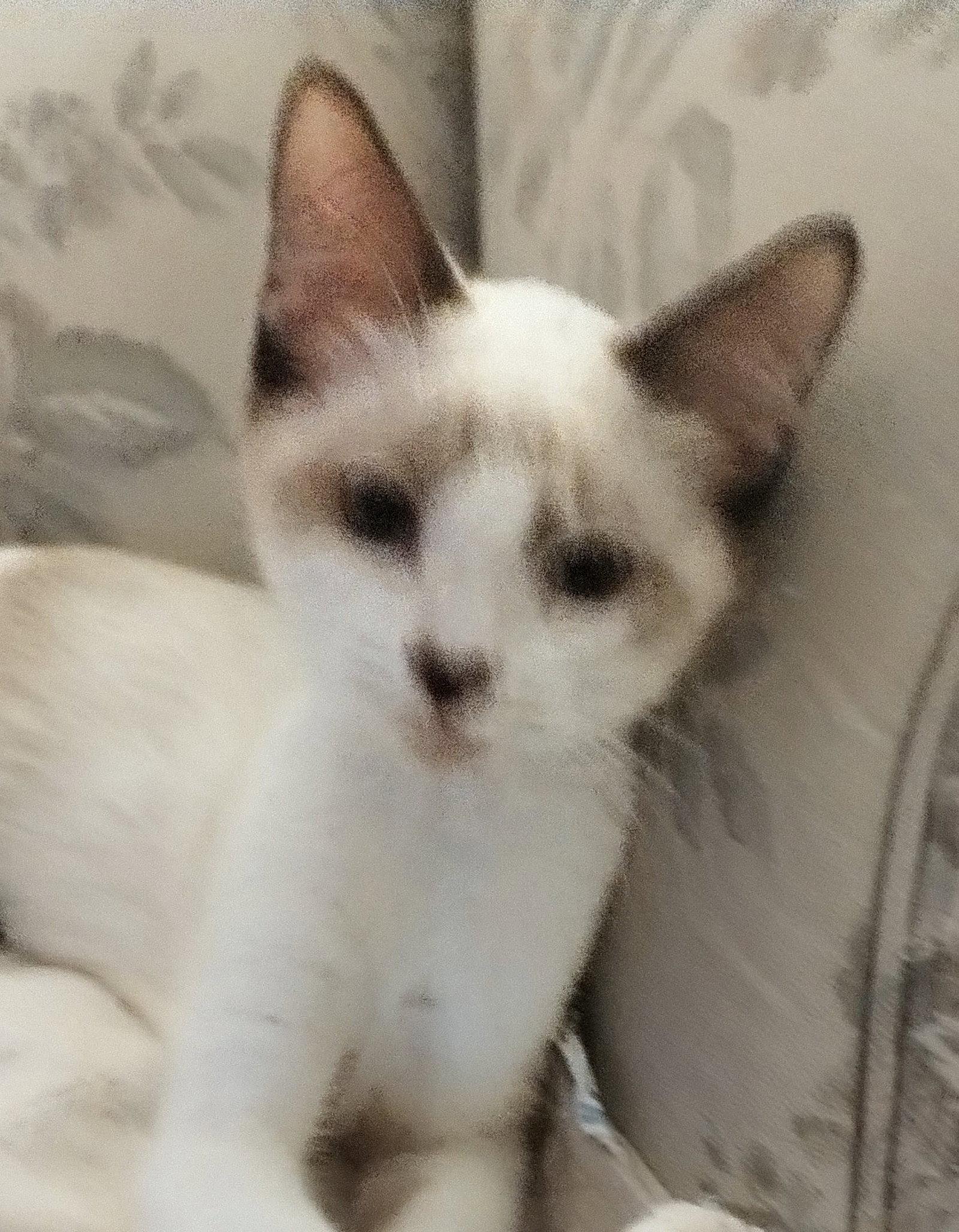 Connor, Adopted, Kitten Male Siamese.
