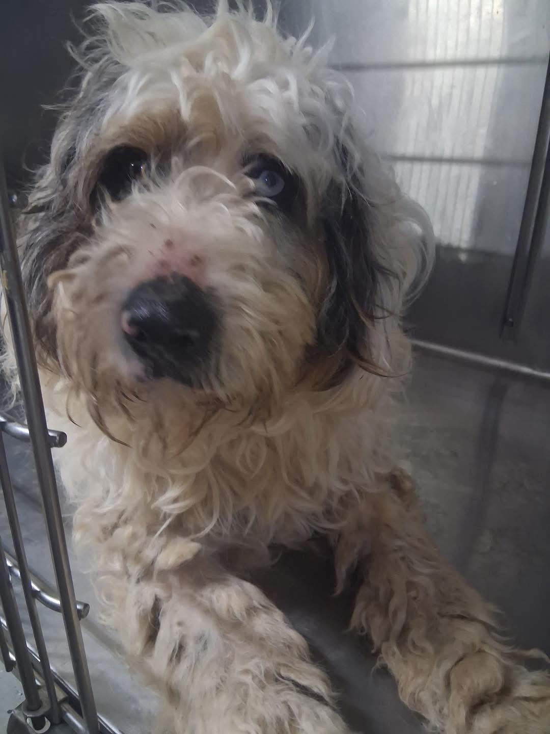 Garfield, ADOPTABLE, Young Male Aussiedoodle.