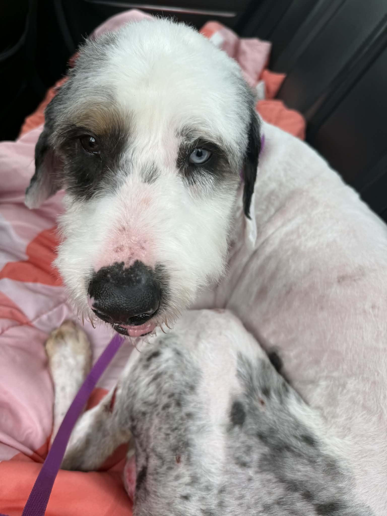 Enlarge Garfield, a ADOPTABLE Aussiedoodle in Lewisburg, TN image 2/2