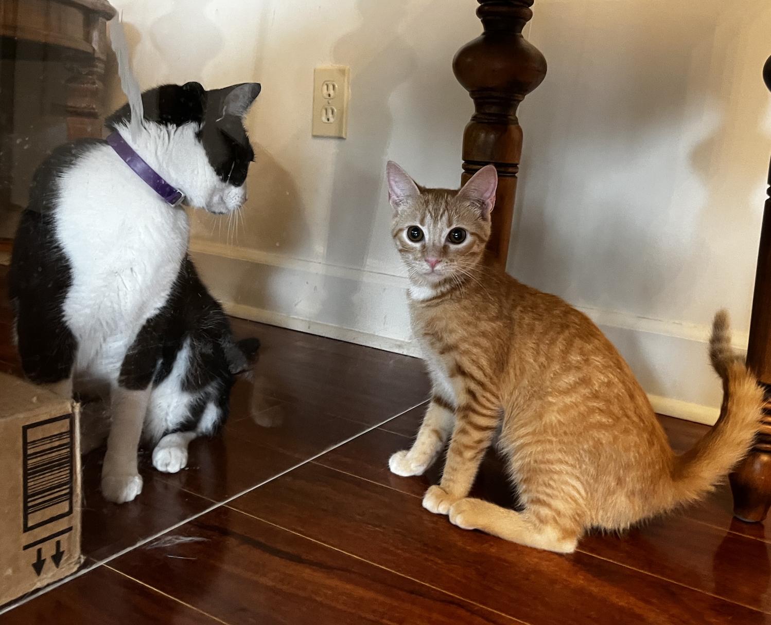 Ginger and Amber, a Adoptable American Shorthair in Shelbyville, TN image 5/5