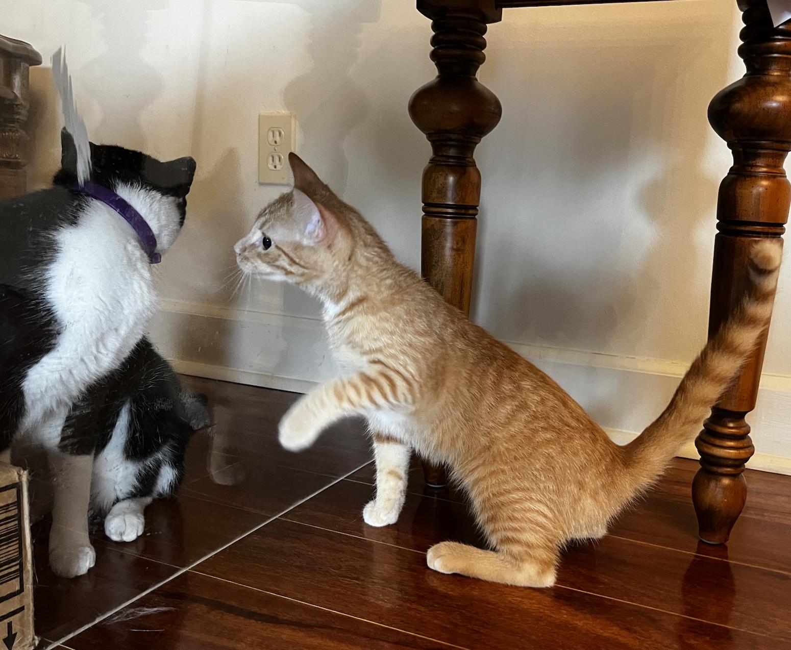 Ginger and Amber, a Adoptable American Shorthair in Shelbyville, TN image 4/5