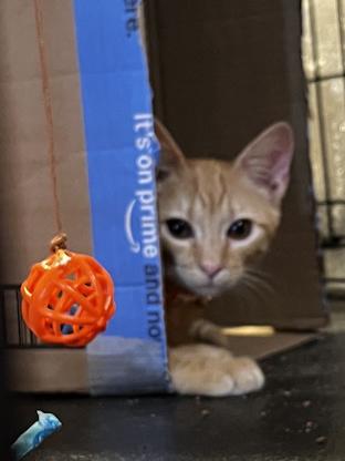 Ginger and Amber, a Adoptable American Shorthair in Shelbyville, TN image 2/5