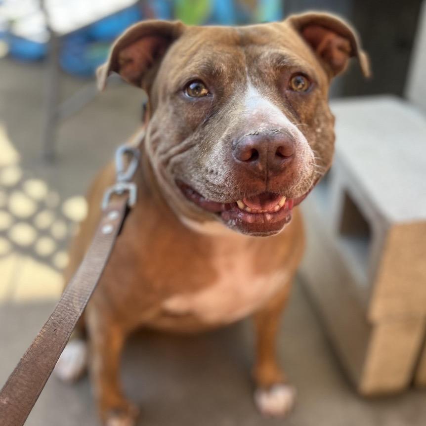 Queen Bonnie, Adoptable, Adult Female Pit Bull Terrier & American Staffordshire Terrier.