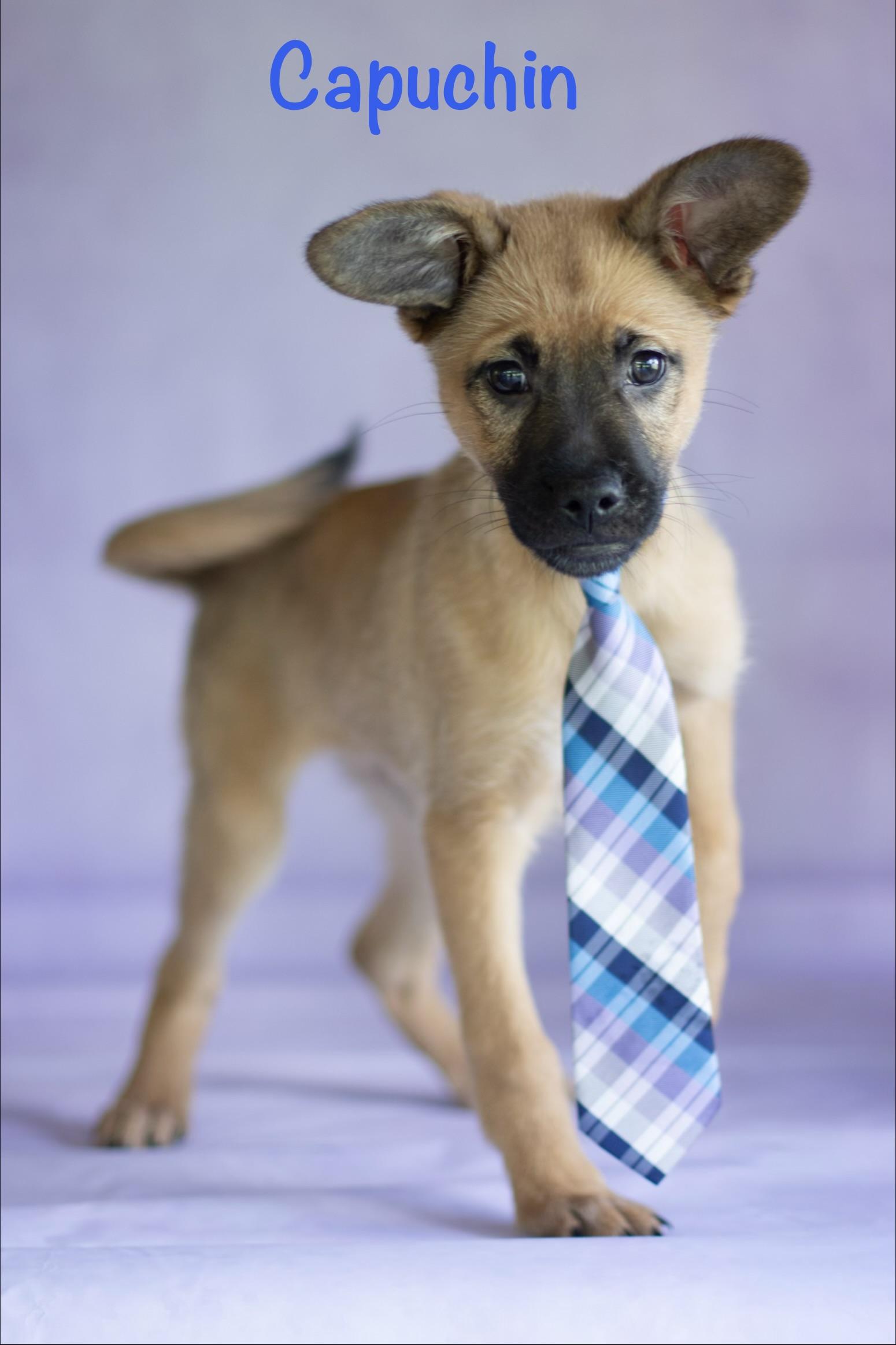 Capuchin, adopted, Puppy Male Pug & Dachshund.