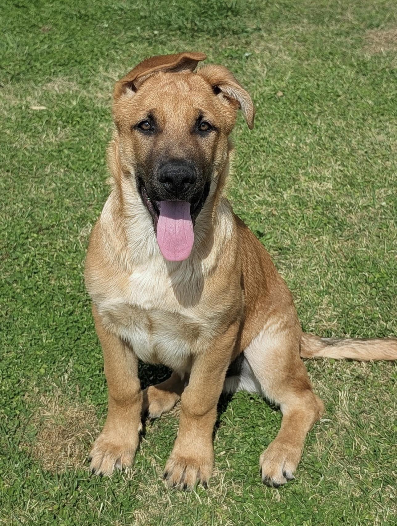 Enlarge Yogi, a ADOPTABLE German Shepherd Dog in Fort Payne, AL image 1/1