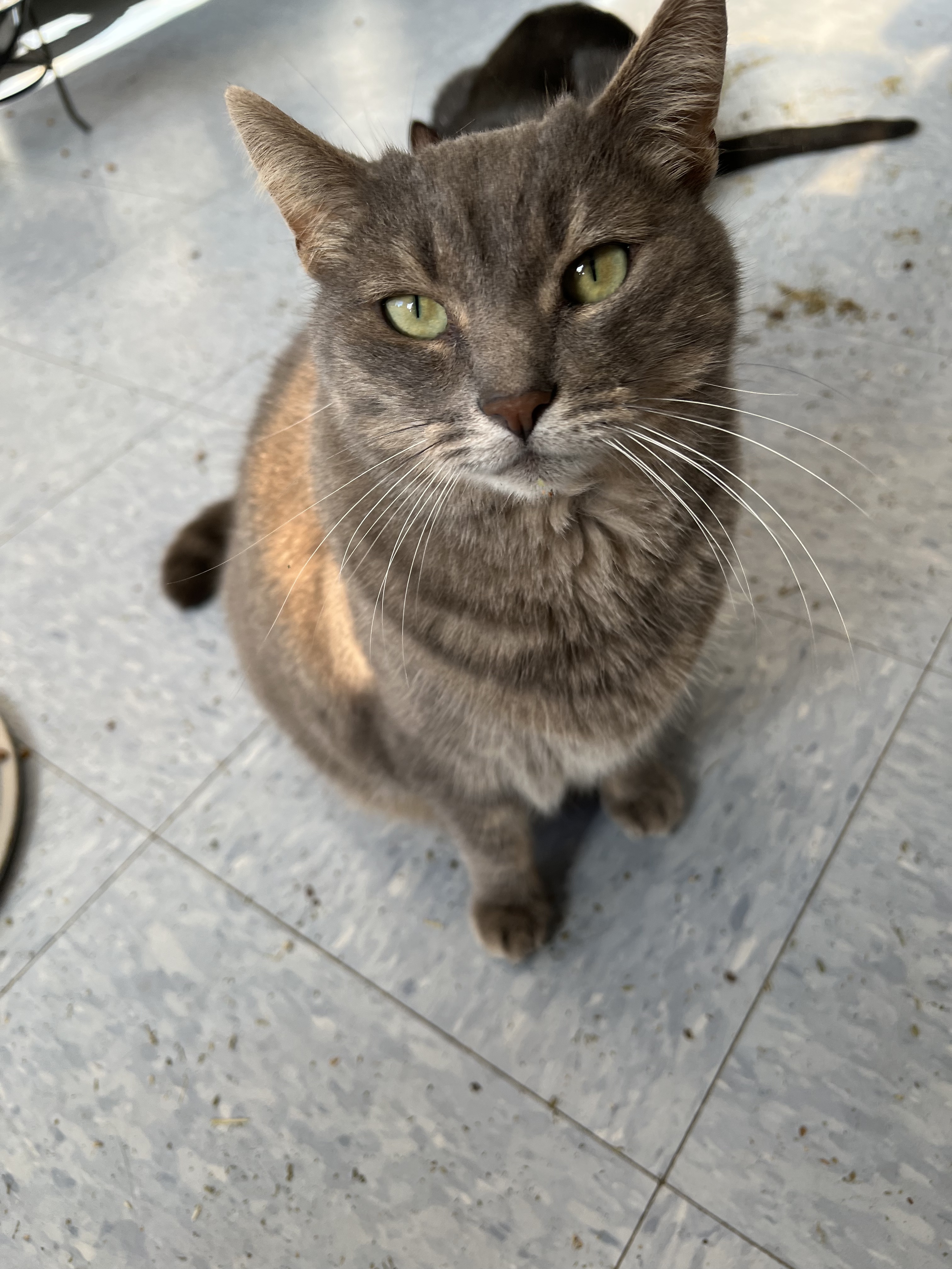 Cybil, a Adoptable Domestic Short Hair in Ocean City, NJ image 1/2