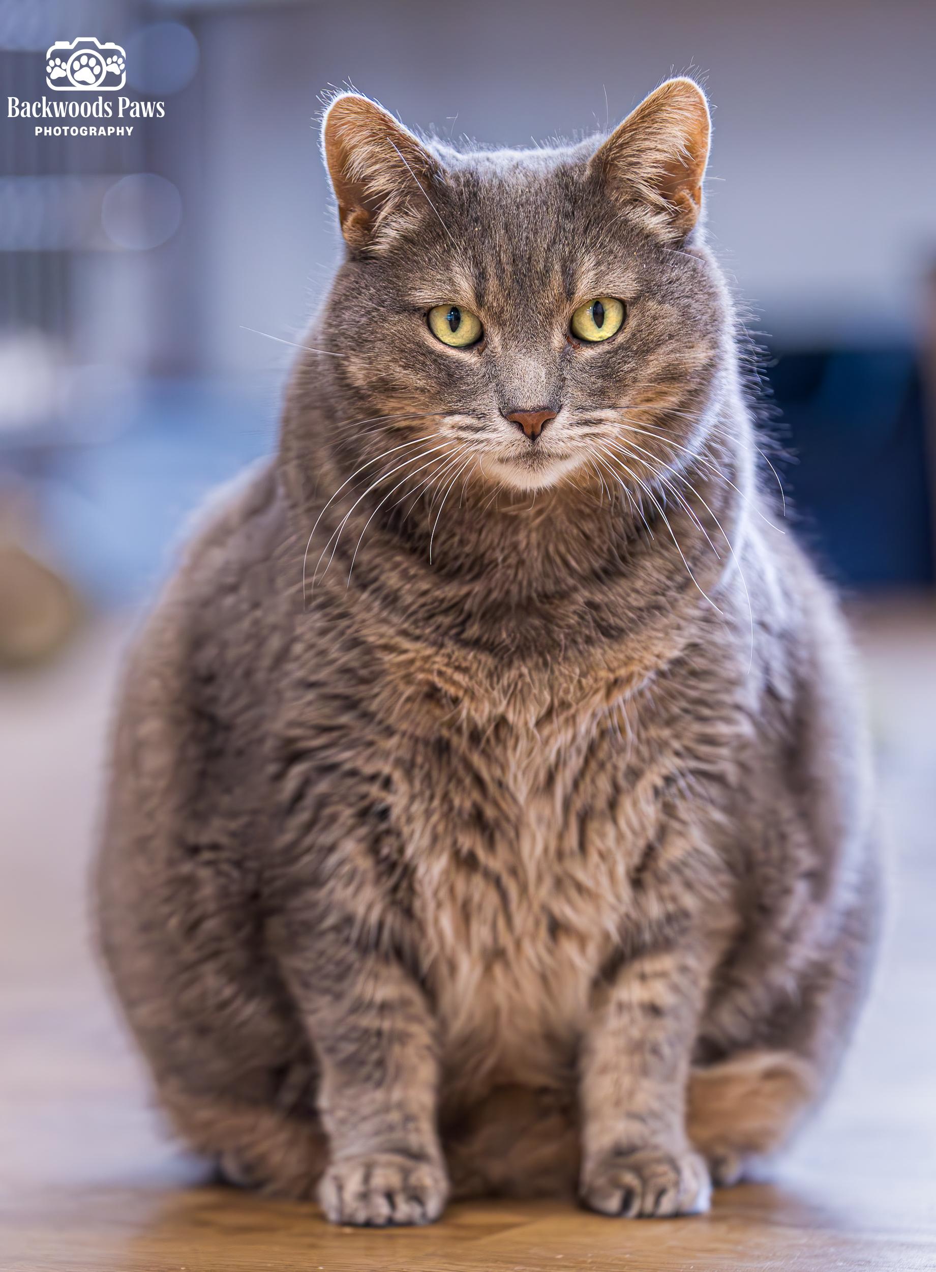 Cybil, Adoptable, Senior Female Domestic Short Hair.