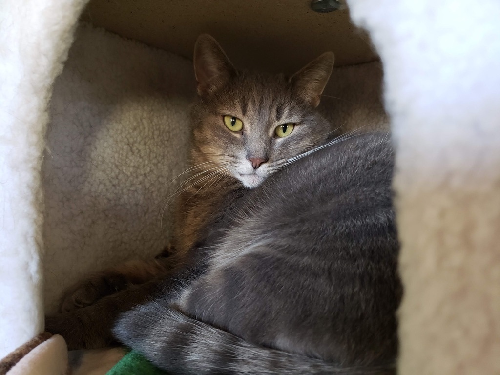 Cybil, a Adoptable Domestic Short Hair in Ocean City, NJ image 2/2