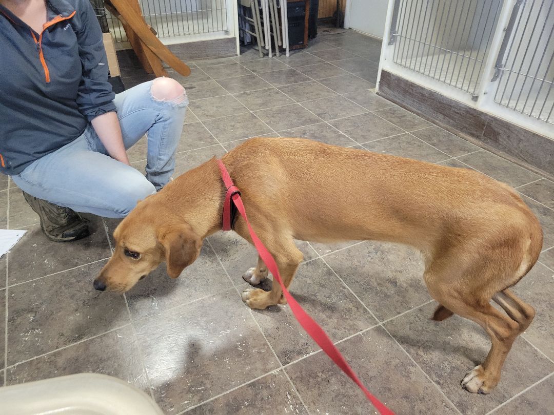 Willow, Adopted, Adult Female Hound.