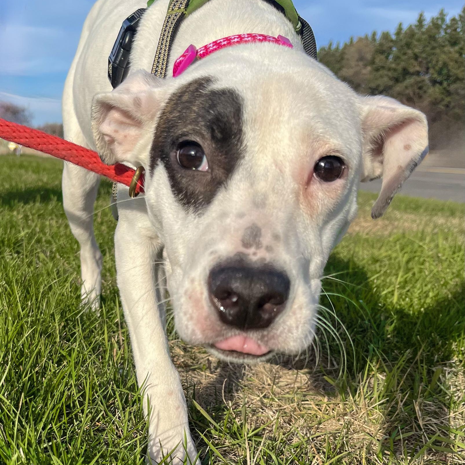 MILLIE- Needs a forever home!