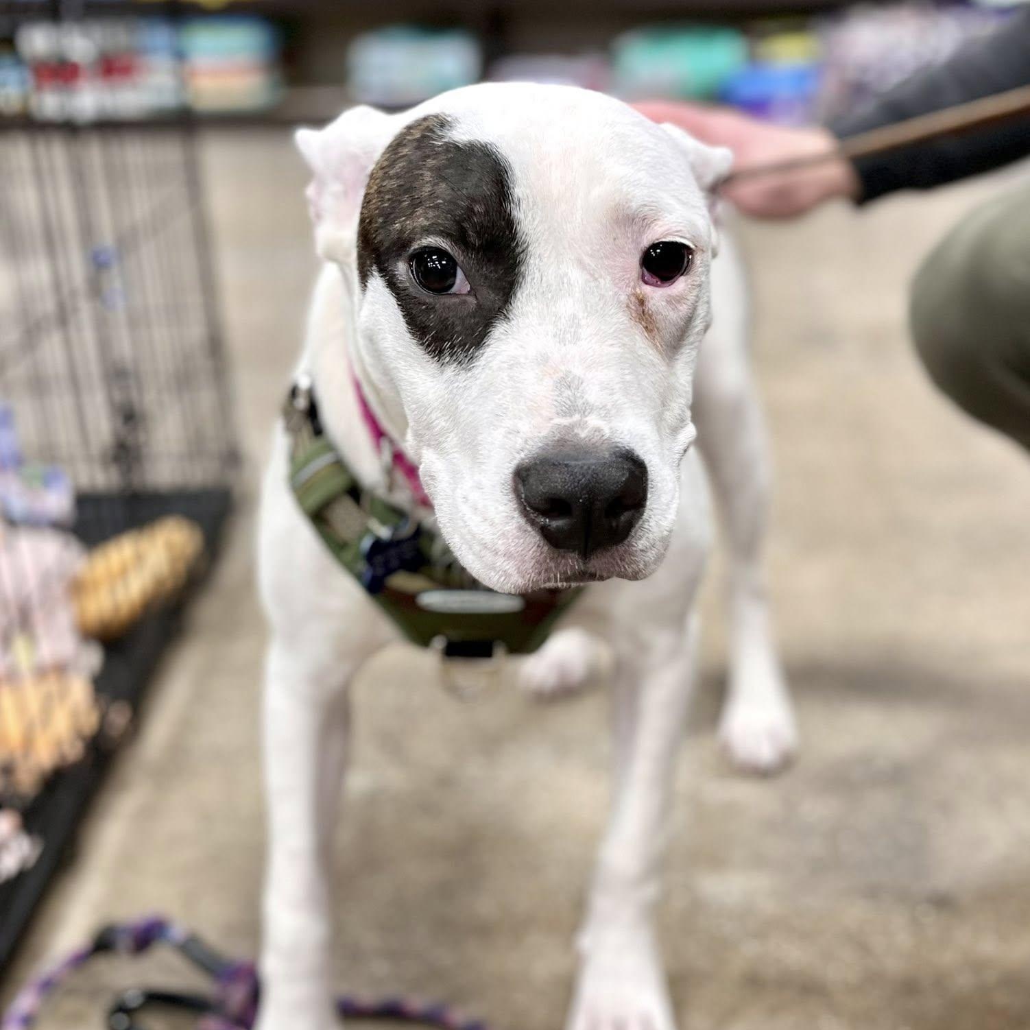 MILLIE- Needs a forever home! — thumbnail 2