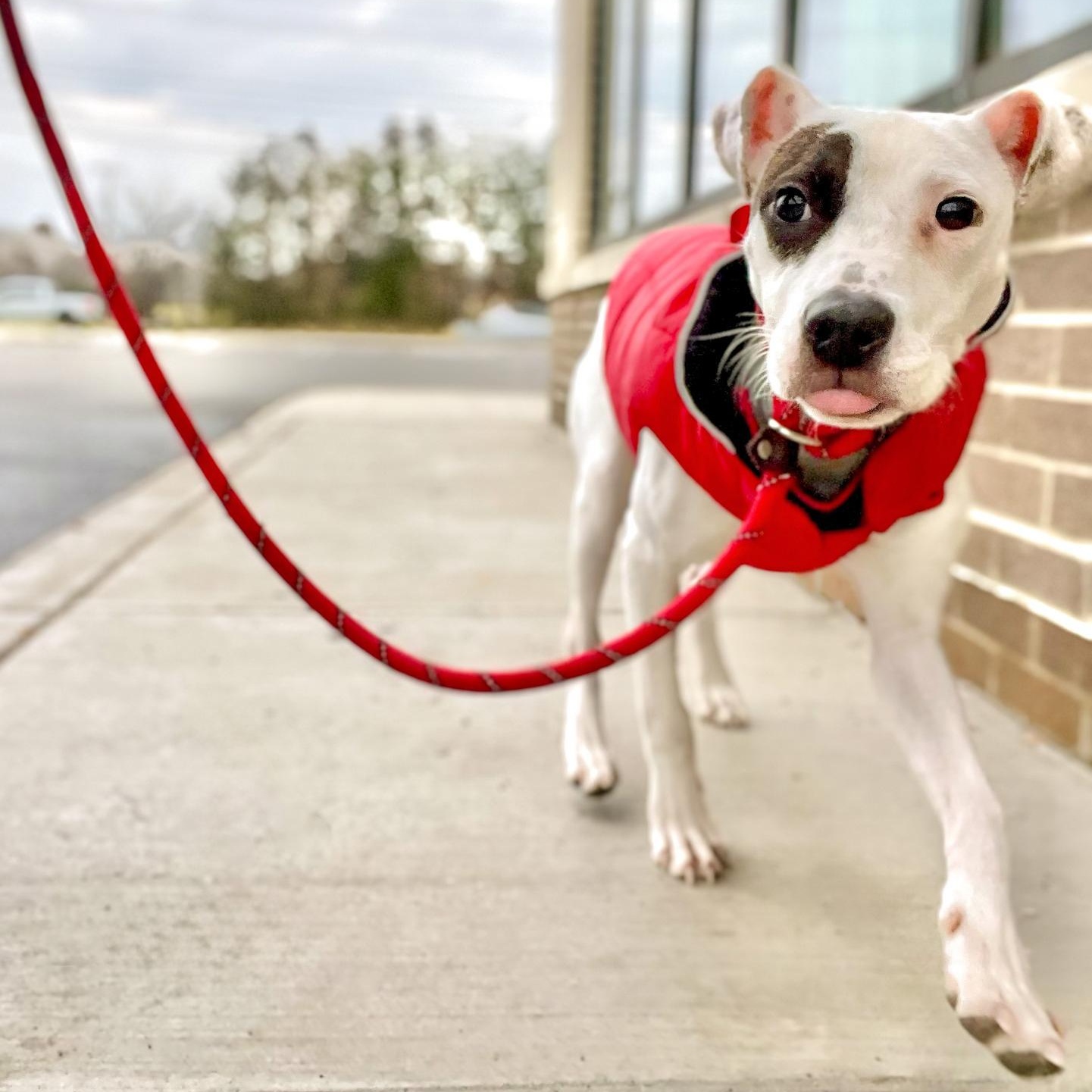 MILLIE- Needs a forever home! — thumbnail 3