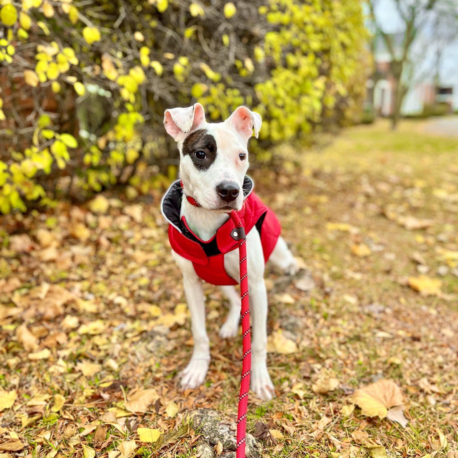 MILLIE- Needs a forever home! — thumbnail 4