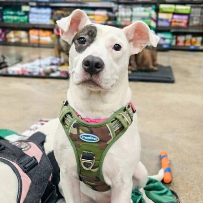 MILLIE- Needs a forever home! — thumbnail 5