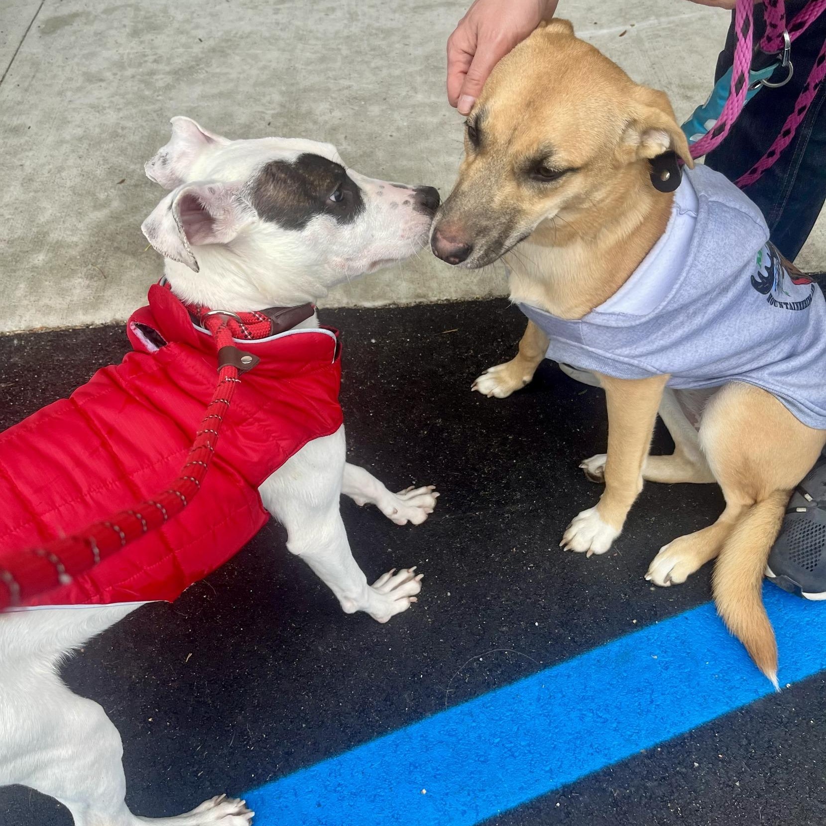 MILLIE- Needs a forever home! — thumbnail 6