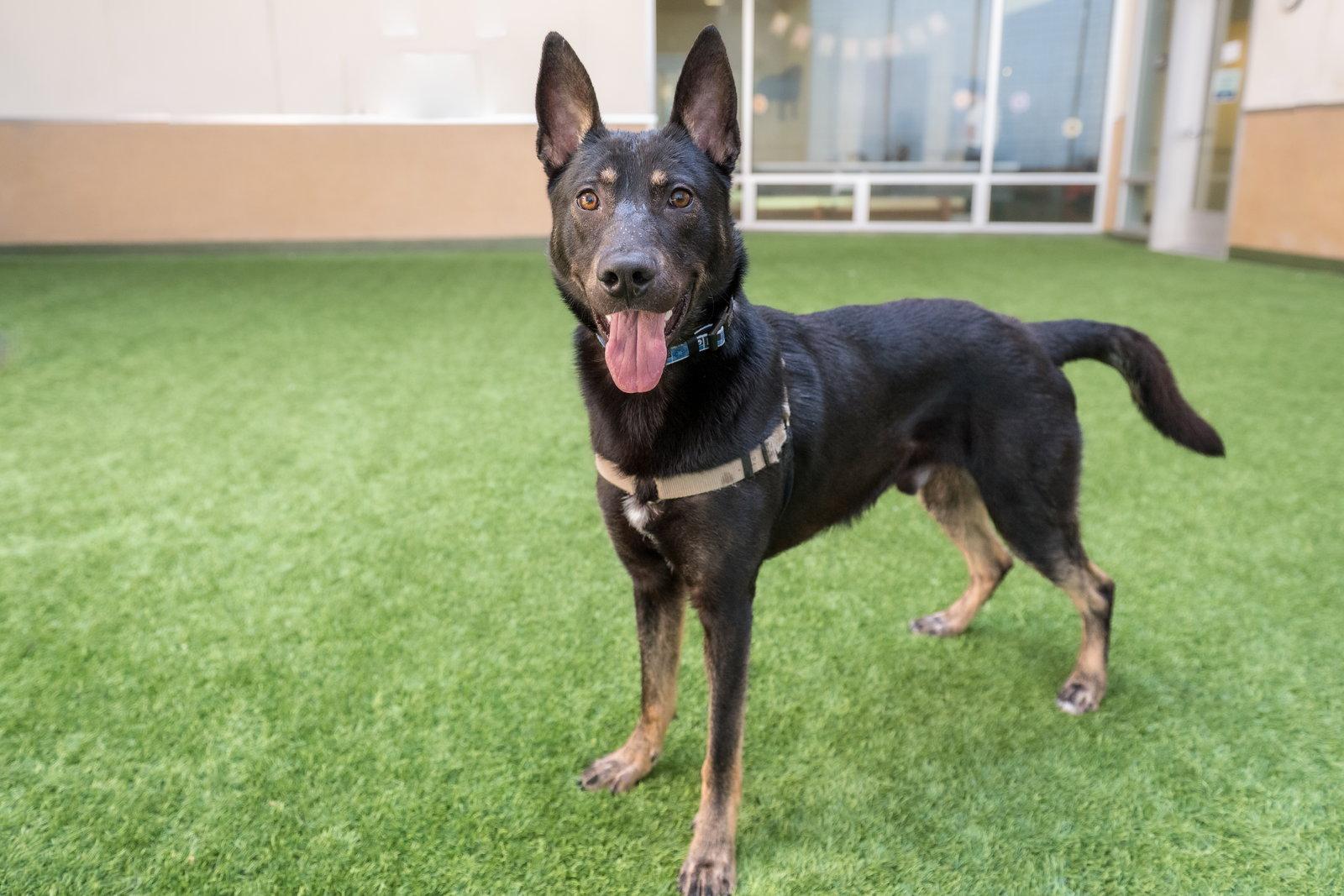Phoenix, a Adoptable Shepherd in Burlingame, CA image 1/3