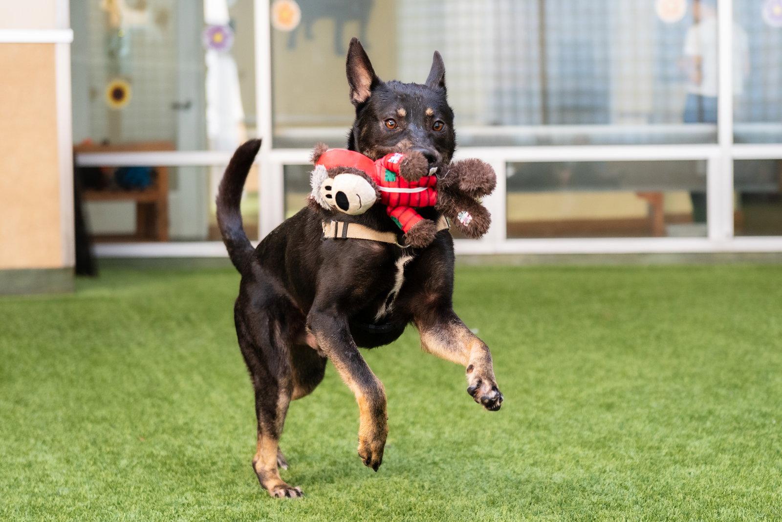 Phoenix, a Adoptable Shepherd in Burlingame, CA image 2/3