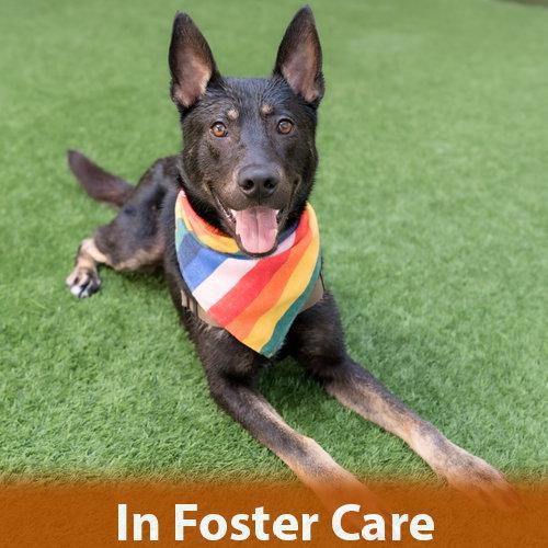 Phoenix, a Adoptable Shepherd in Burlingame, CA image 3/3