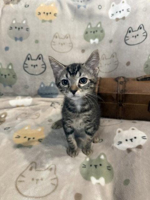Davy (0398), Adoptable, Kitten Male Tiger.