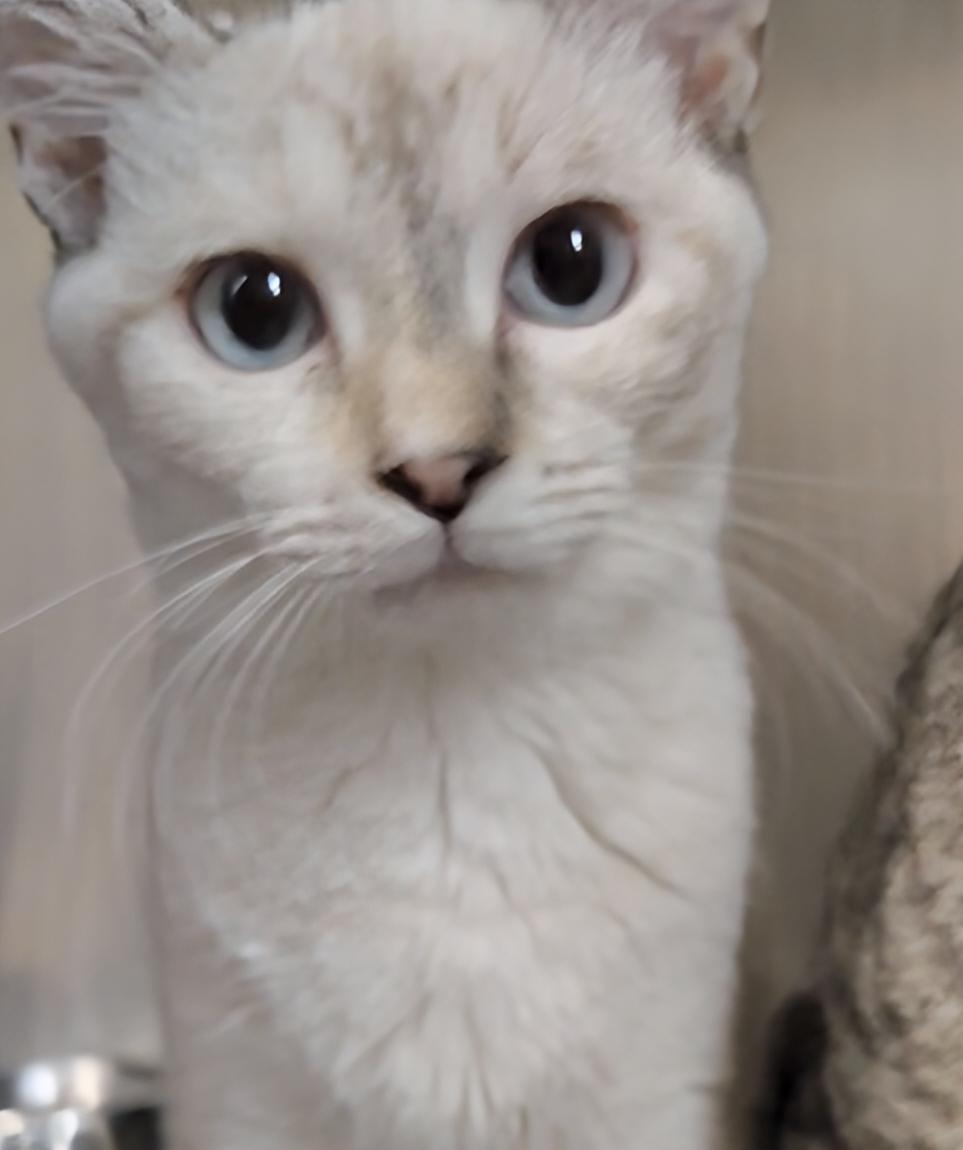 June, Adoptable, Young Female Domestic Short Hair.