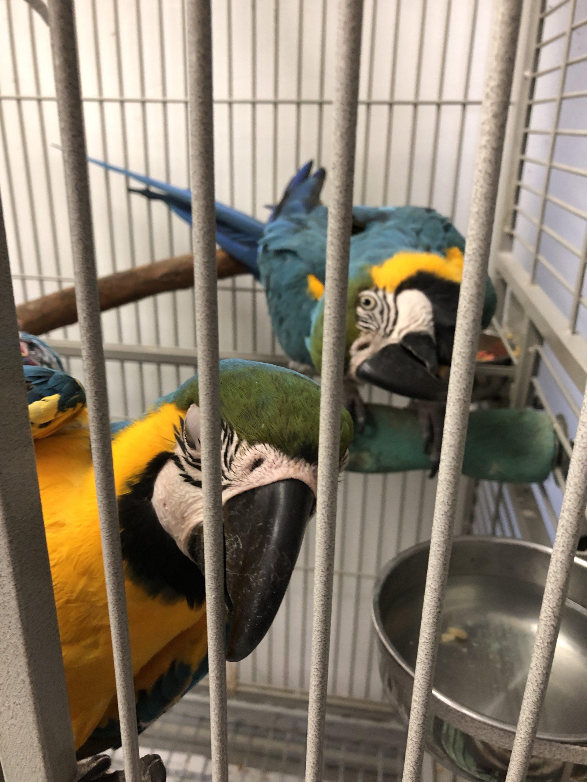 Laurel and Hardy The Blue and Gold Macaws, Adoptable, Adult Unknown Macaw.