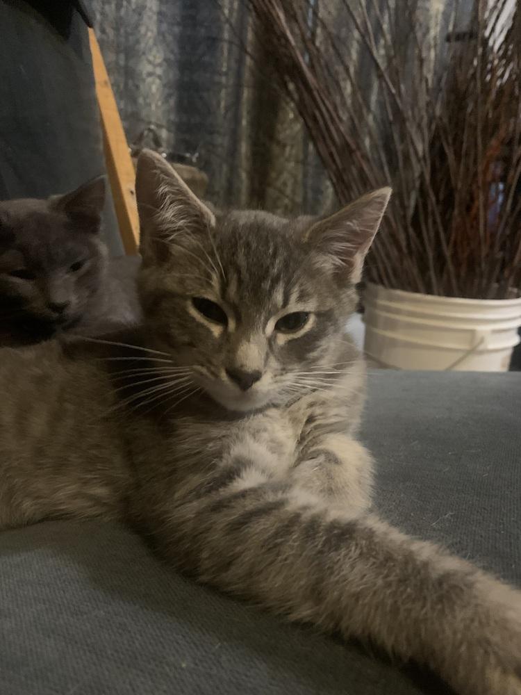 Shortcake, Adoptable, Kitten Male Domestic Short Hair & Siamese.