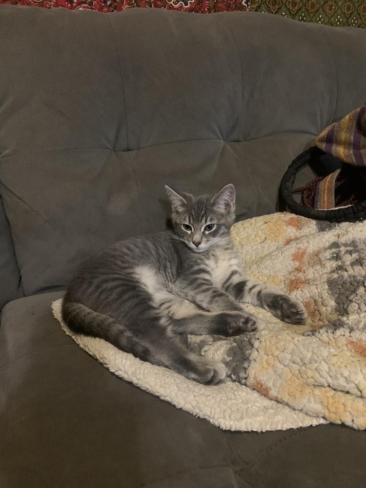 Shortcake, a Adoptable mixed breed in Bellingham, WA image 2/3