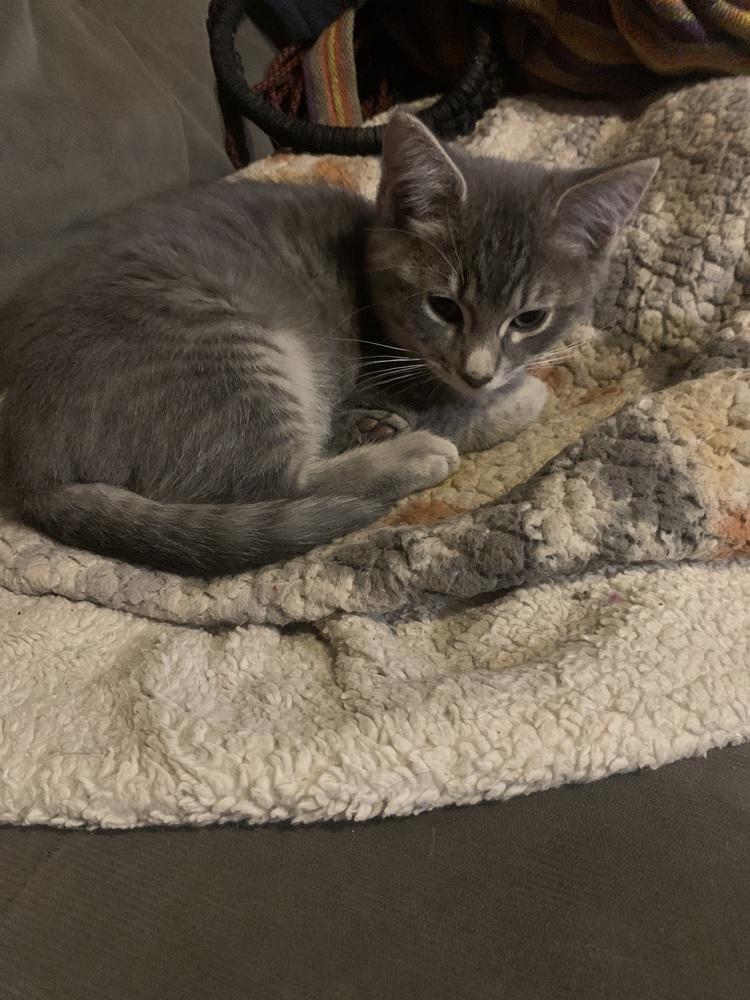 Shortcake, a Adoptable mixed breed in Bellingham, WA image 3/3