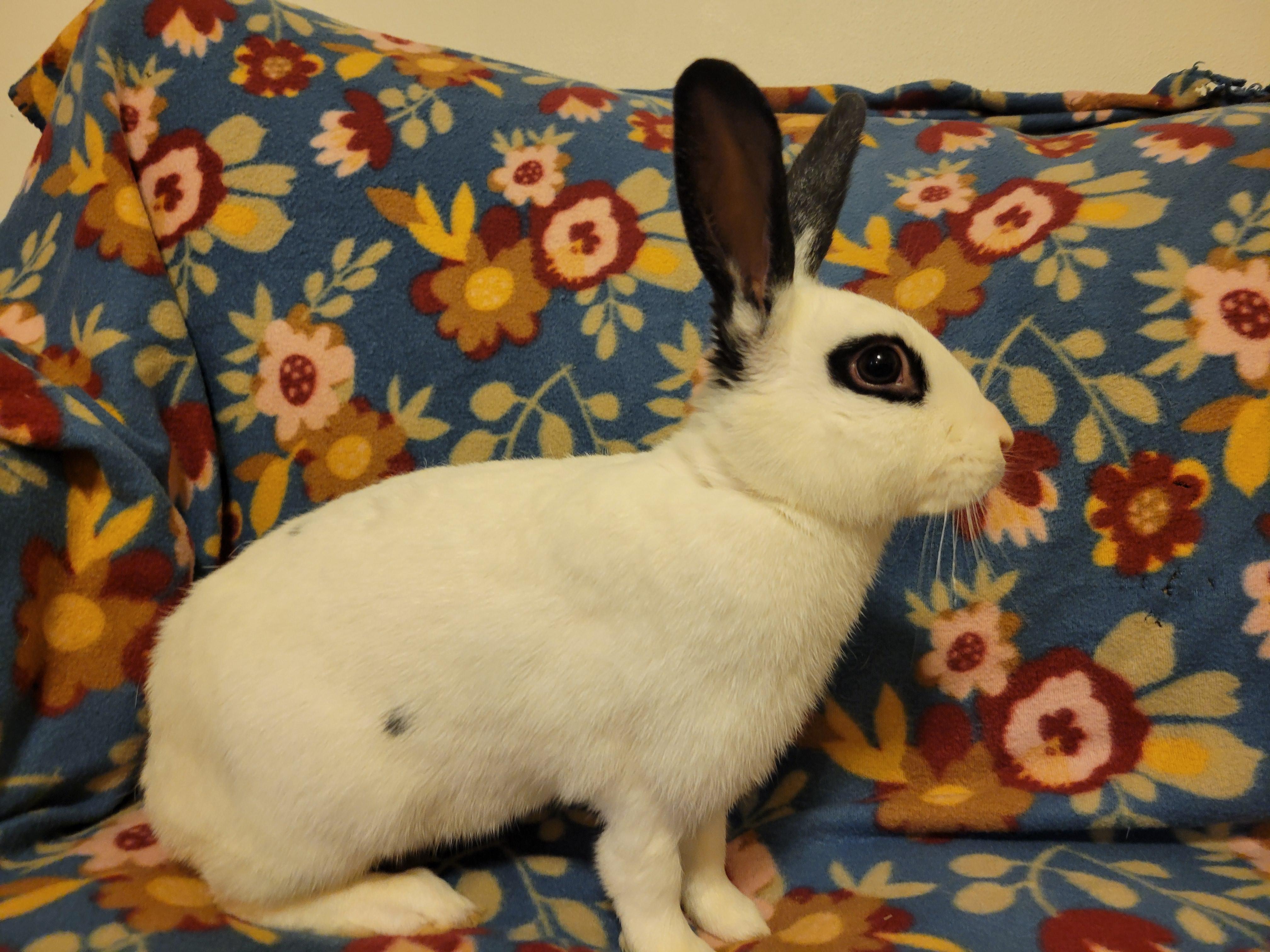 Enlarge Amethyst, a Adoptable English Spot in Ankeny, IA image 2/5