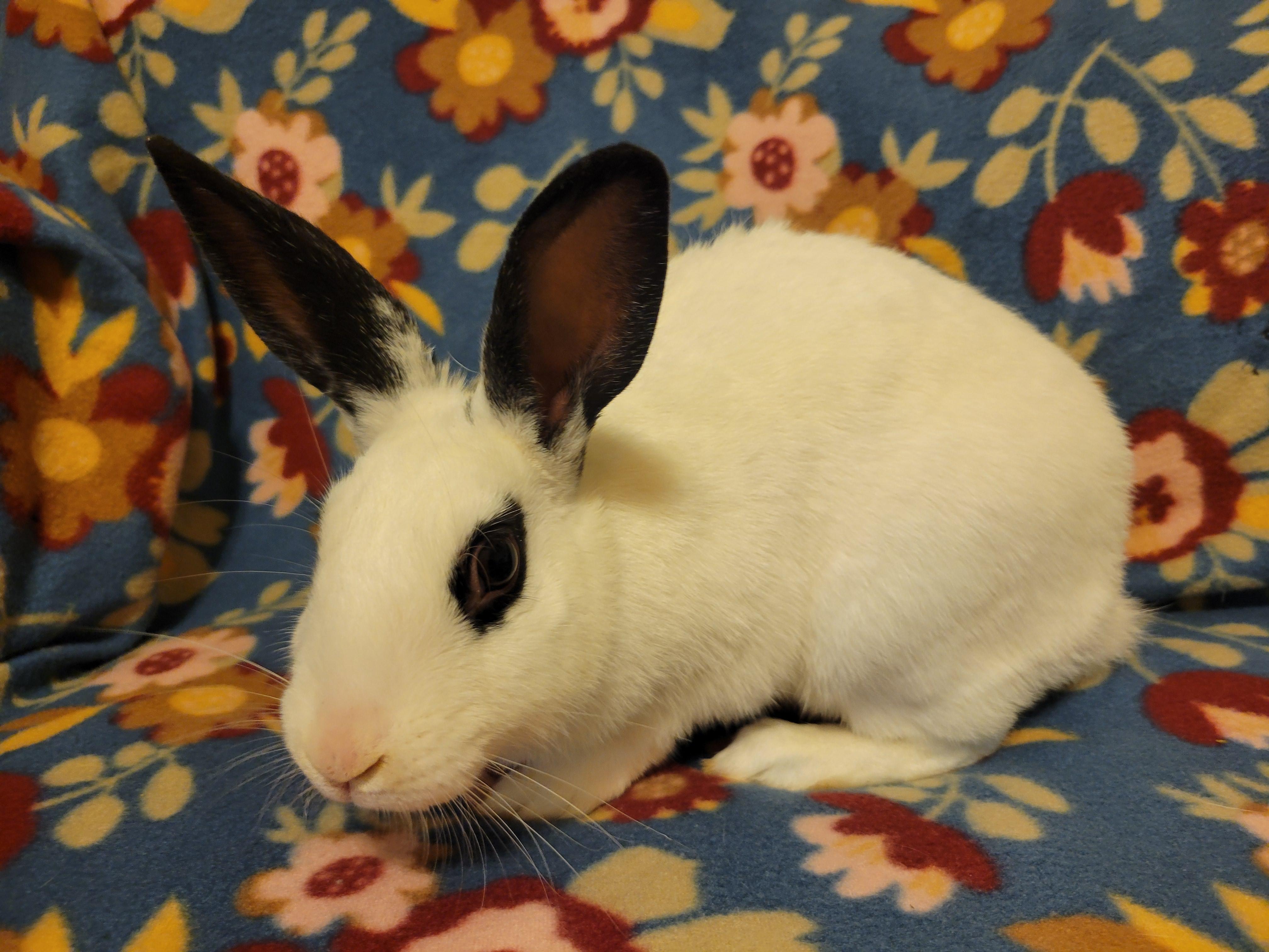 Enlarge Amethyst, a Adoptable English Spot in Ankeny, IA image 5/5