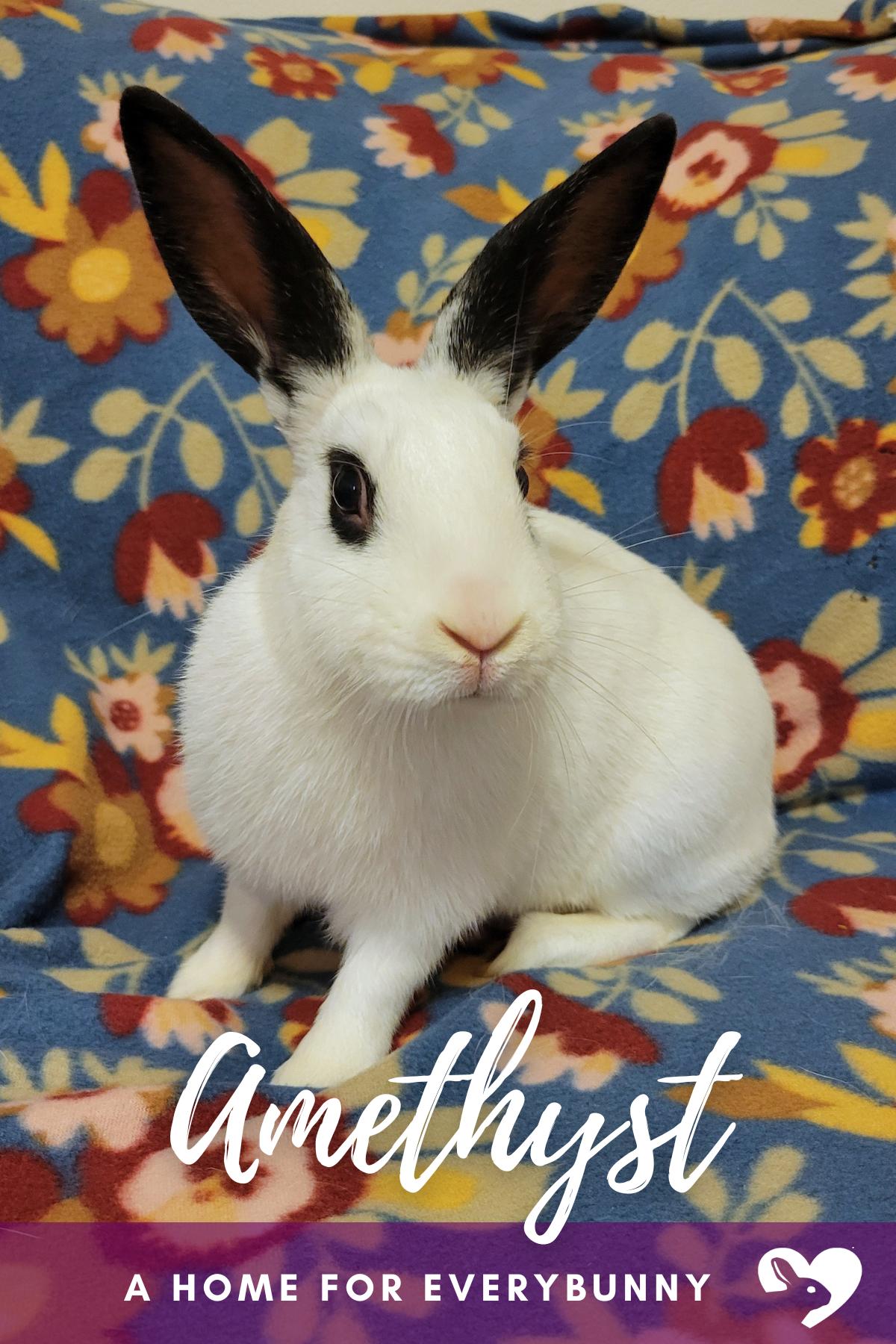 Amethyst, Adoptable, Young Female English Spot.