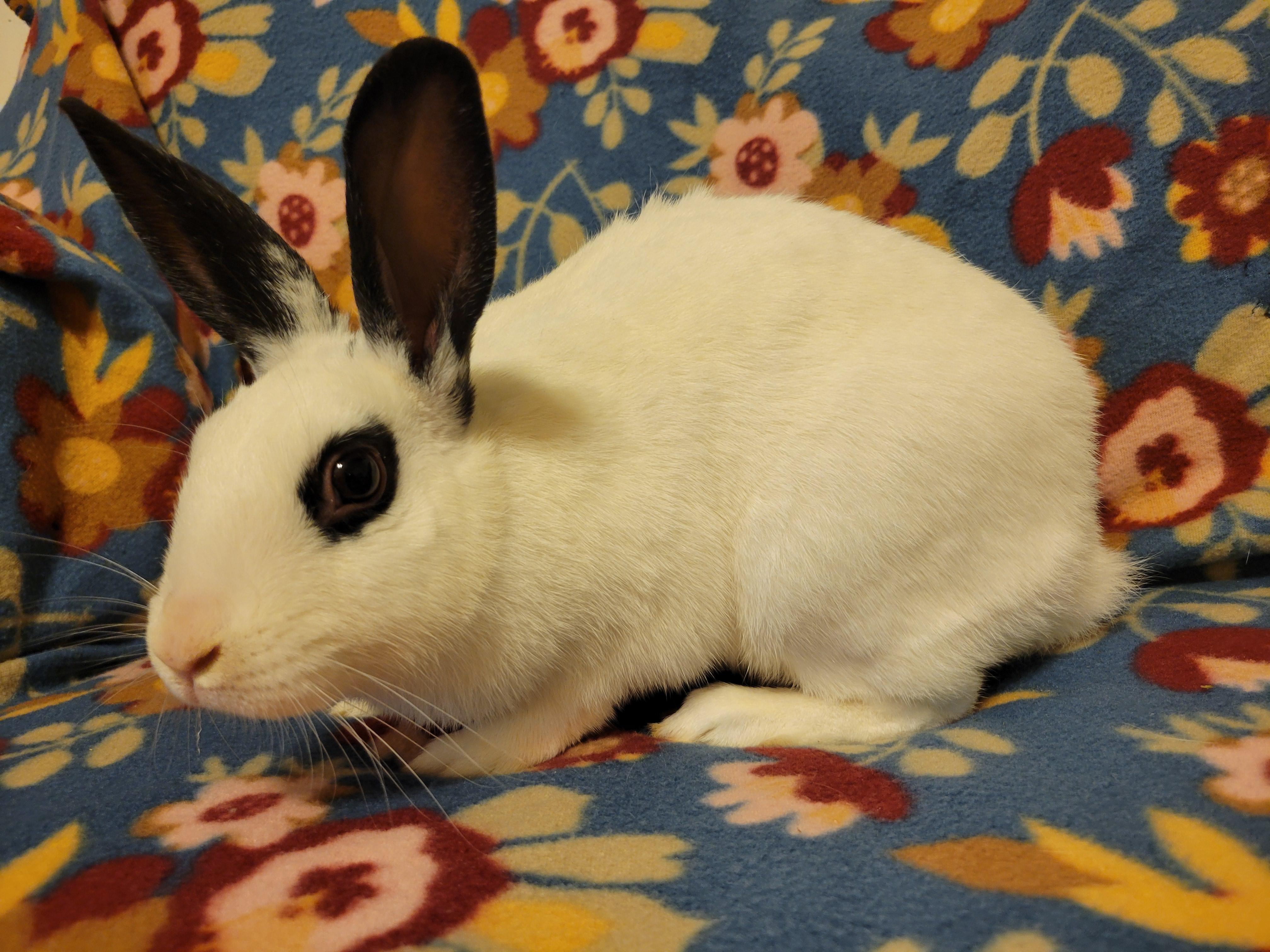 Enlarge Amethyst, a Adoptable English Spot in Ankeny, IA image 3/5