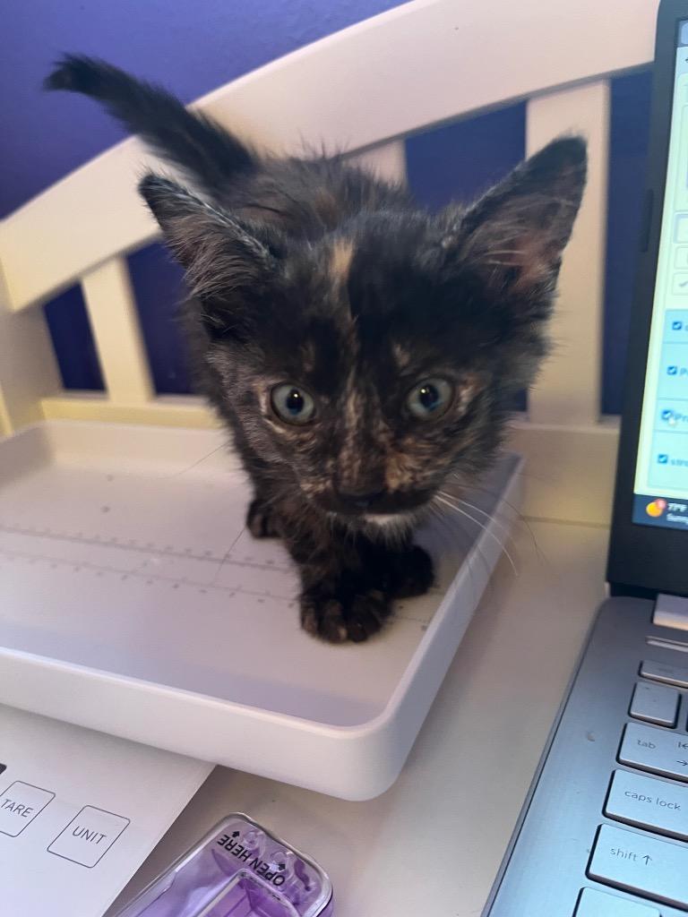 Megan, Adopted, Kitten Female Domestic Short Hair.