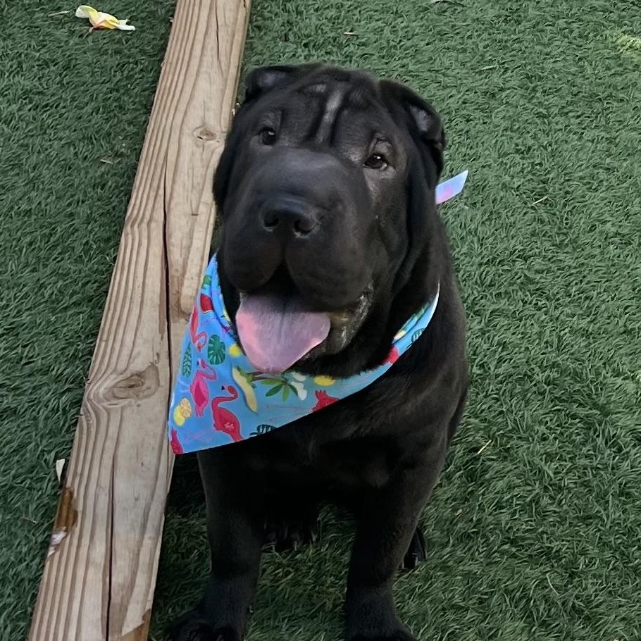 Mushu, an adopted Shar-Pei in Fort Myers, FL image 2/5