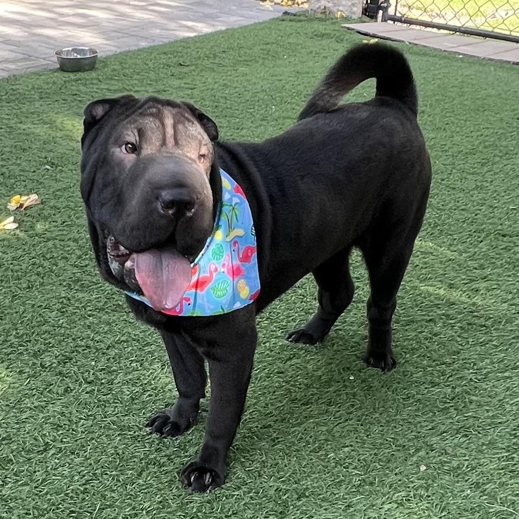 Mushu, an adopted Shar-Pei in Fort Myers, FL image 5/5